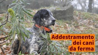 Addestramento del cane da ferma Il primo approccio nel bosco [upl. by Valle694]