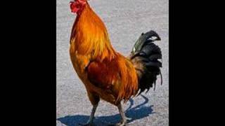 MANOK KO A WALAY ILOCANO SONG [upl. by Ettenyl]