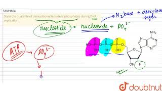 State the dual role of deoxyribonucleoside triphosphates during DNA replication [upl. by Dnomar756]