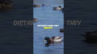 Greenwinged Teal Natures Tiny Marvel birds [upl. by Solraced]