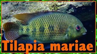 Pelmatolapia mariae Boulenger 1899 Tilapia à cinq taches  Aqua Porte Dorée  Paris  07052016 [upl. by Kristofor961]