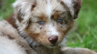 Puppys first week at home  part 12  Pekka the Australian Shepherd [upl. by Elletnahc]