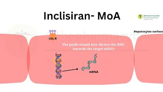 Inclisiran  MoA and Side effects  SiRNA therapy to treat Hypercholestrolemia  PCSK9 Inhibitor [upl. by Gies]