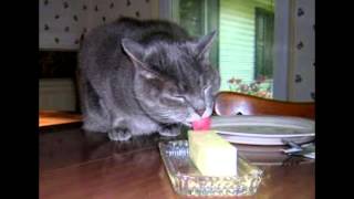 Lalman Maharaj Cat Lick D Butter HD [upl. by Nref]