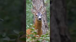 Roe deer 🦌deer roedeer forest wildlife wildanimals Animals viralshort beautiful funnycow [upl. by Ednargel681]