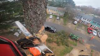 Professional Arborist FAILS of 2022 [upl. by Plunkett]