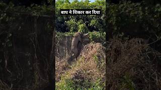 Tiger N Magarmach Ka Shikar Kr Diya  Bahut Khatarnaak Jungle  Bagh Ka Aatang [upl. by Musa]