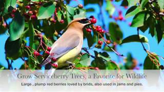 You will Love this Tree  Plant in July Serviceberry [upl. by Nilrev]