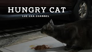 Hungry Cat  ep264 แมว แมวจรจัด cat cats straycat hungrycat lovecats แมวหิว love blackcat [upl. by Leirud589]