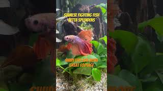 Siamese Fighting Fish Betta Splendens tropicalfish fishtank aquarium plantedtank aquascape [upl. by Adihaj]