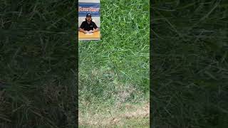 Overseed your fescue lawn today overseeding lawncare seeder seeds seed [upl. by Nessy]