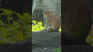 紅猴Patas MonkeyTaipei Zoo [upl. by Leakim]