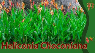 HELICONIA CHOCONIANA Information and Growing Tips Heliconia psittacorum [upl. by Zobkiw402]