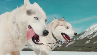 Snowy Owl Sled Dog Tours™ Winter Tours in Kananaskis Country Alberta [upl. by Allanson]