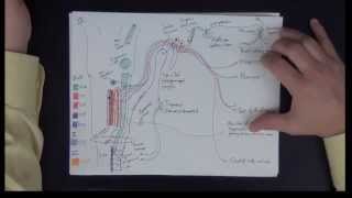 Neuroanatomy  Cranial Nerves IX X XI XII  Drawing the Pathways [upl. by Asemaj88]