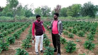 IMC Agro Growth Booster And बेगन की खेती  Kisan Mitro [upl. by Selwin]