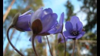 Blåsippa  Hepatica  Liverleaf [upl. by Hnilym]