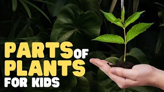 Parts of Plants for Kids  Learn all about plant parts and their functions [upl. by Attolrac255]