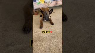 Malinois Belgian ❤️❤️❤️ dog dogtraining germanshepherd doglover belgianmalinois [upl. by Jevon]