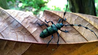 🐞 Long horned beetle Diostocera wallichi tonkinensis [upl. by Ybocaj257]