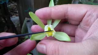 Proses Pollination Vanilla Planifolia [upl. by Aninaig]