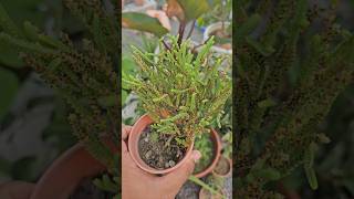 Rattail crassula propagation from cutting 💚 [upl. by Lefton]