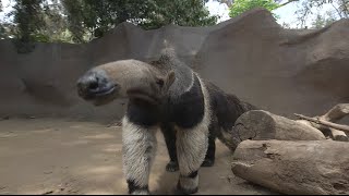 Giant Anteaters Looks Can Be Deceiving [upl. by Maillij]