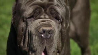 NEAPOLITAN MASTIFF A DOG LOVERS INTRODUCTION [upl. by Dloniger]