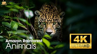 Amazon Rainforest Animals 4K  Beautiful Animals of Amazon [upl. by Etnaud]