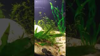 10 gallon nano tank just blossom with luscious green plants [upl. by Adlen]