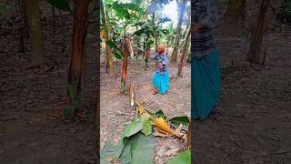 Banana tree cutting Part 01 shorts trending [upl. by Ahsatin]