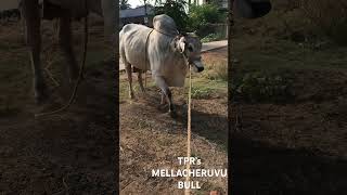 TPR’s Mellacheruvu Bull TPRbullsMovva [upl. by Shelba]