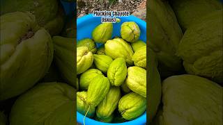 What you call Chayote in your language Comment down chayote vegetables viralvideo [upl. by Matless757]