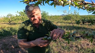 La Selección de la Almendra Ni Olvida Ni Perdona [upl. by Lissie]