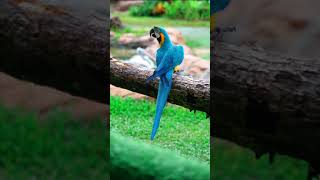 🦜 CANTO DA ARARA CANINDÉ 🦜 shorts bird [upl. by Tutto749]