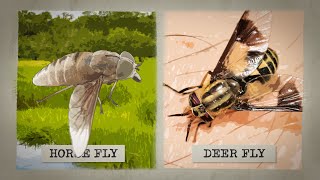 The Biting Truth about Horse Flies [upl. by Airekal598]