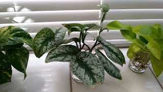 Silver Satin Pothos growing in water Scindapsus Pictus Argyraeus Exctica [upl. by Mcleroy]