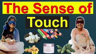 The Sense of Touch  Senses for Kids [upl. by Uah]