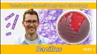 Bacillus Part 1  Veterinary Bacteriology and Mycology [upl. by Declan]