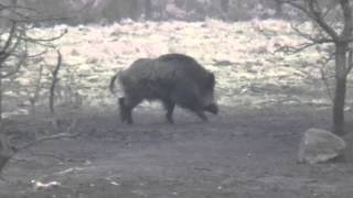 Wild boar hunting in Belarus [upl. by Lenaj324]