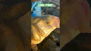 GUNKI POWER fishing gunki fish bassfishing catchandrelease happy sea [upl. by Thisbee]