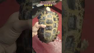 mengenal forsteni kura kura hutan hujan asal indonesiaturtle pets kurakura aquarium [upl. by Ikcir]