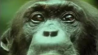 Chimpanzees Team Up to Attack a Monkey in the Wild  BBC Studios [upl. by Leuqim]