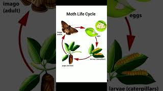 Moth Life Cycle english spokenenglish shorts [upl. by Greabe]