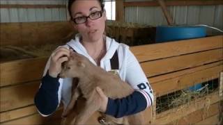 Disbudding super cute baby Lamancha goats Non GRAPHIC content [upl. by Suirtimid]