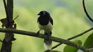 CARRIQUÍ PECHIBLANCO l Cyanocorax affinis l Emplumagem [upl. by Saree]