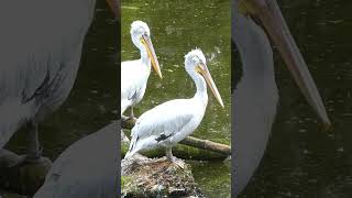 The Beauty of Pelicans pelicans birds ytshort shorts [upl. by Ttehr]