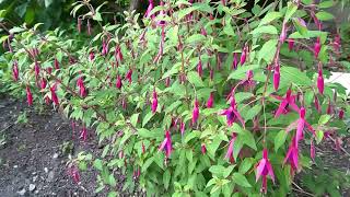 Hardy Fuchsia in Southern Ontario Canada [upl. by Oettam650]