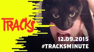 Festival de chats musique anticastes et blousons noirs  welcome to Tracks   Tracks ARTE [upl. by Annaeerb659]