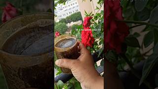 🔴Rose plant growing tipsHomemade fertilizer to get maximum flowers on rose youtubeshorts [upl. by Akselav]